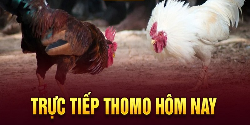 Tìm hiểu chung về đá gà Thomo