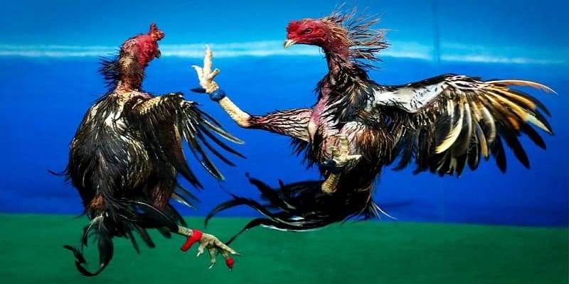 Ưu điểm khi tham gia vào đá gà VN88